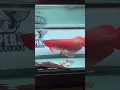 Download Lagu Feeding time - Super Red Arowana