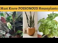 10 Toxic Houseplants for Kids and Pets