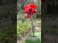 Download Lagu Beautiful Canna Indica blossom!