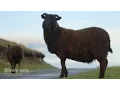 Download Lagu How the World's Softest Wool is Made