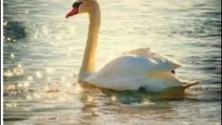 لكل محبي الزمن الجميل وسيد مكاوي ماتفوتنيش انا وحدي حلوووووووه جدآ بصوت احمد جمال 