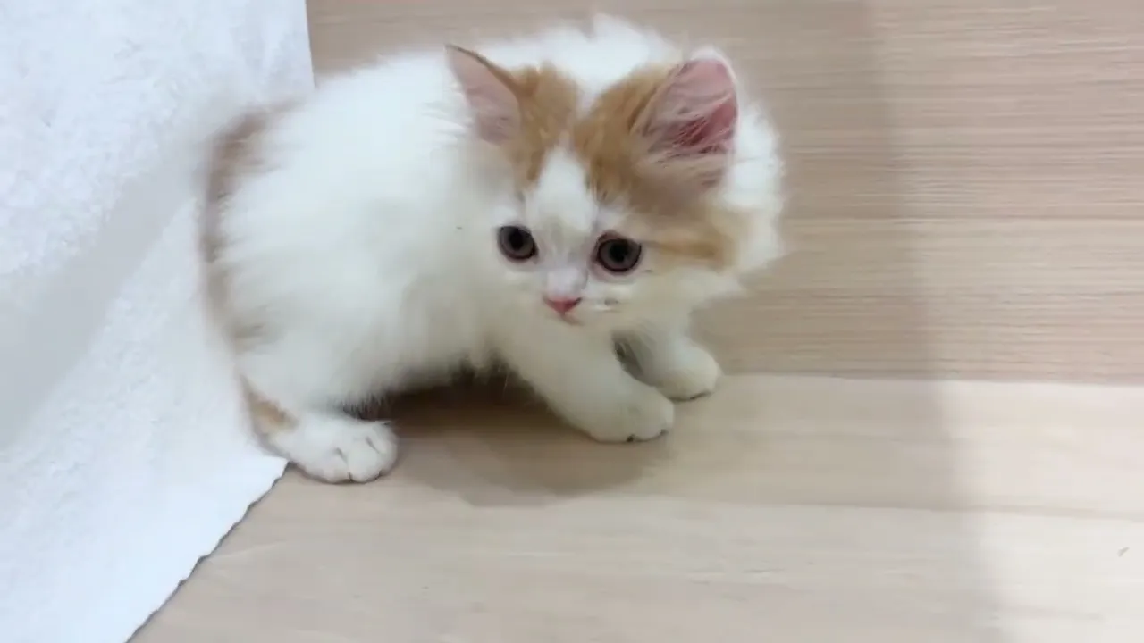 動画