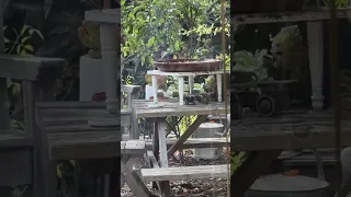 Soothing and relaxing. These birds are just enjoying this birdbath in our front yard. Watch & Chill