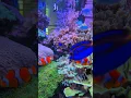 Download Lagu Magic of the Deep Sea Stingray \u0026 Shoal in Motion #shoals #jellyfish #tropicalfish #oceanlife #short