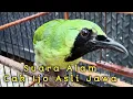 Download Lagu Suara Asli Cucak Ijo | Suara Alam Cucak Ijo