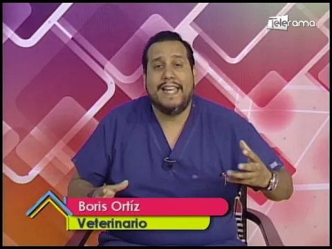 Golpe de calor en mascotas