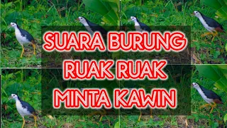 Download |SUARA RUAK RUAK| BETINA MINTA KAWIN RUAK JANTAN LANGSUNG NGUMPUL MP3