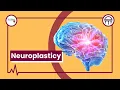 The Brain s Secret Superpower Neuroplasticity Explained