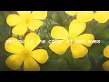 Soccer Mommy ~ yellow is the color of her eyes (slowed + reverb)
