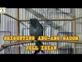 Download Lagu SRI GUNTING ABU ABU GACOR FULL ISIAN