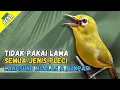 Pancingan PLECI Malas Bunyi Dalam Hitungan Menit PLECI Lain Langsung Nyaut GACOR \u0026 BUKAPAR