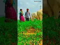 Download Lagu Nindu Punnami Vela new flok song part 2 #sumanbadanakal #srinidhi #karthikreddy #lasyasmily