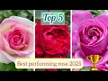 Lagu Best performing rose 2025 | Which rose is best bloomer in my garden ? 🥇 