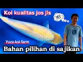 Ini baru seru ‼️Bahan pilihan di sajikan di yuza koi Farm Wlingi blitar 