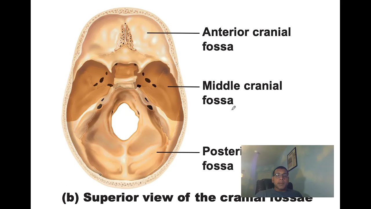 AnatomyAxialSkeletonCh7