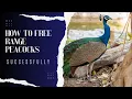 How To Free Range Your Peacocks