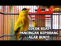 Download Lagu Burung kepodang emas gacor bunyi bersauatan suara cocok buat pancingan kepodang agar ikut bunyi