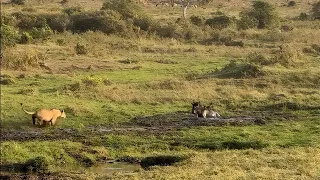 Wildebeests gets stuck at the worst moment