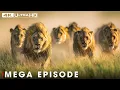 Download Lagu World's Deadliest of Lion | Season 3 Full Episodes | Nature Animal Documentary