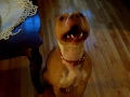 Pitbull Barking