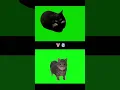 Maxwell cat vs oiiaoiia cat