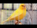 Download Lagu Yellow Canary singing video - Serinus canaria - Canary Training Song 25 min-Your canary will sing!