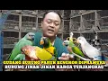 Lagu GUDANG BURUNG PARUH BENGKOK JINAK-JINAK DIPRAMUKA KIOS KANG YANTO