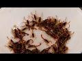 Download Lagu Berani Coba? Ular, Kura-Kura, Hingga Kalajengking Masuk Kuali 🔥