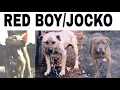 RED - History Pitbulldog Fighting