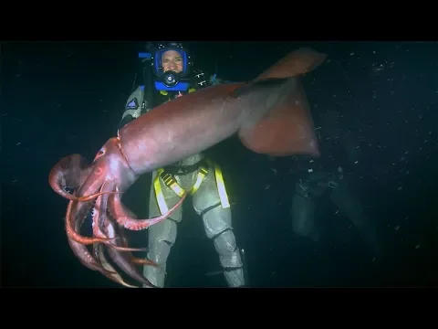 Download MP3 Red Devil Squid BITES diver | Deadly 60 | Earth Unplugged