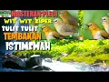 Download Lagu MASTERAN PLECI | WIT WIT ZIPER TULIT TULIT FULL TEMBAKAN ISTIMEW4H, MUDAH MASUK@burungsultantop