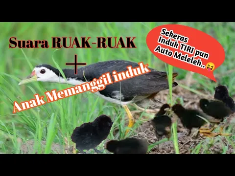 Download MP3 SUARA PIKAT BURUNG RUAK RUAK //SUARA ANAKKAN MEMANGGIL INDUK!!