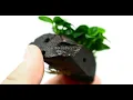 Transform Your Aquarium with Anubias Petite on Driftwood from Aquarium Plants Factory
