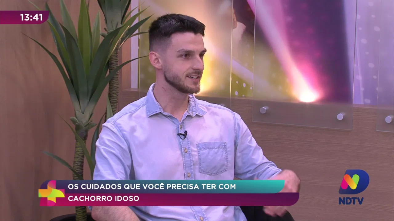 Saiba os cuidados que você precisa ter com cachorros idosos