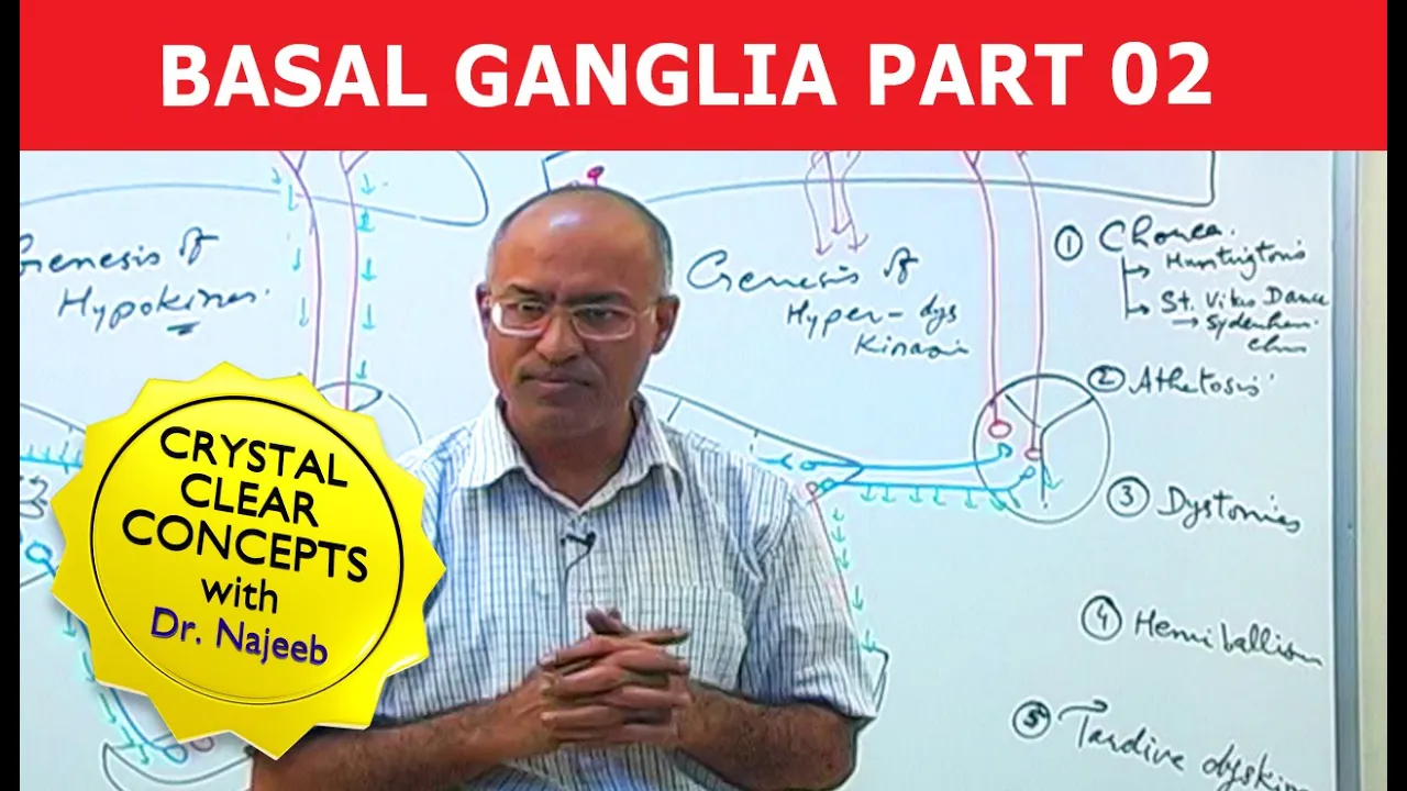 Basal Ganglia | Neuroanatomy | Part 2/3