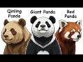 Every Giant Panda Species Explained In 5 Minutes