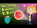 Download Lagu Why Appendix Burst? | APPENDIX | Dr Binocs Show | Peekaboo Kidz