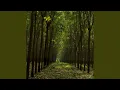 Download Lagu afternoon