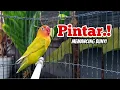 Download Lagu Suara BURUNG LOVEBIRD NGEKEK PANJANG PALING JAGO Memancing BUNYI, SEKALI PANCING LANGSUNG NYAUT