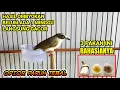 Download Lagu UPDATE OPIOR PARUH TEBAL HASIL OMBYOKAN DAN CARA MENGGACORKAN !!!
