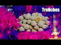 HOW TO MAKE TROLICHES dulce de leche lap eggs for beginners