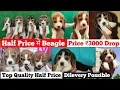 Cheapest Price Beagle Puppies For Sale Delhi NCR Dog Market Beagle dog for sale near me