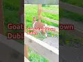 Goats at goatstown Dublin gril at Dublin