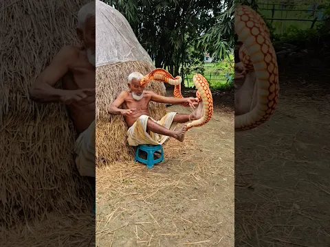 🐍 GRANDPA VS FAKE KING COBRA! 😱😂 Best REACTION EVER! #prank #shorts #family