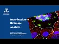 Introduction to BioImage Analysis