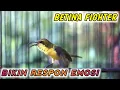 Download Lagu SOGON BETINA GACOR MEMANGGIL JANTAN‼️PANCINGAN PENJEBOL EMOSI SEMUA SOGON !