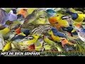 suara pikat semua jenis burung liar siap di buktikan MP3 paling ampuh ‼️ Mp3 Song Download
