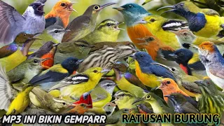 suara pikat semua jenis burung liar siap di buktikan mp3 paling ampuh 