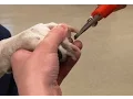 How to Trim a Dog s Nails Safely Canine Nail Trim Tutorial