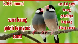 suara burung gelatik belong anti zonk ampuh buat mikat 